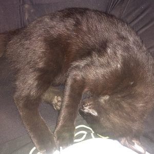 Meet your Posher, Darin